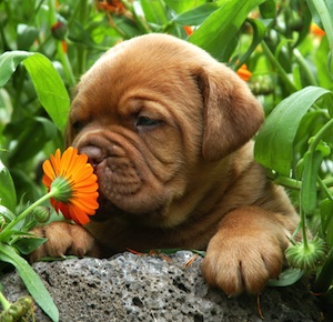 Cute photo of Hospitality Hound