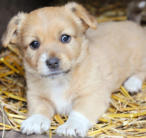 Cute photo of Hospitality Hound