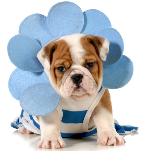 Cute photo of Hospitality Hound
