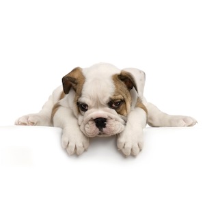 Cute photo of Hospitality Hound