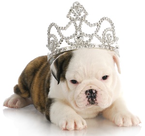 Cute photo of Hospitality Hound