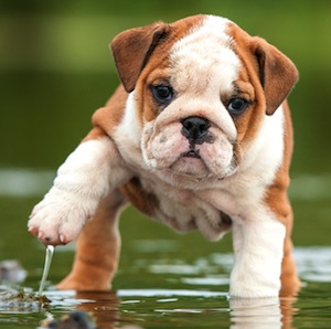 Cute photo of Hospitality Hound