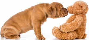 Cute photo of Hospitality Hound