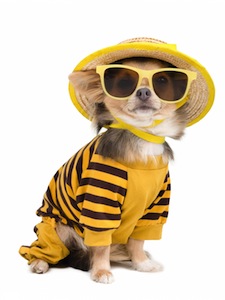Cute photo of Hospitality Hound