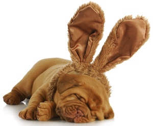 Cute photo of Hospitality Hound