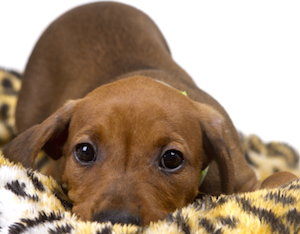 Cute photo of Hospitality Hound