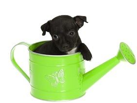 Cute photo of Hospitality Hound