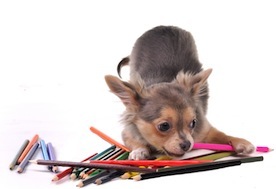 Cute photo of Hospitality Hound