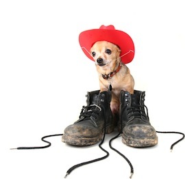 Cute photo of Hospitality Hound