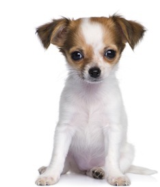 Cute photo of Hospitality Hound