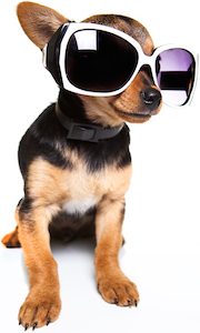 Cute photo of Hospitality Hound