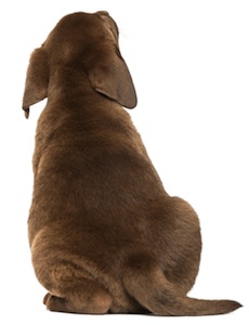 Cute photo of Hospitality Hound