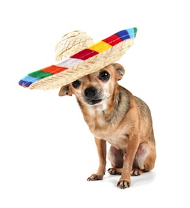 Cute photo of Hospitality Hound