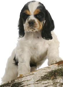 Cute photo of Hospitality Hound