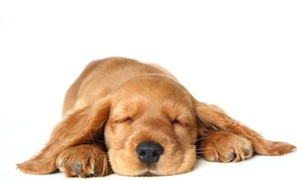 Cute photo of Hospitality Hound