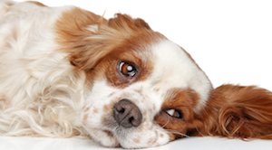 Cute photo of Hospitality Hound