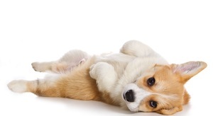 Cute photo of Hospitality Hound