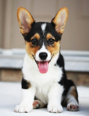 Cute photo of Hospitality Hound