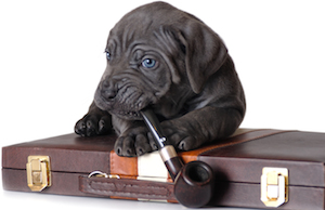 Cute photo of Hospitality Hound