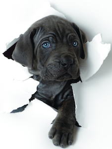 Cute photo of Hospitality Hound