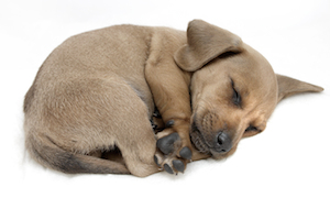 Cute photo of Hospitality Hound