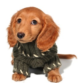 Cute photo of Hospitality Hound