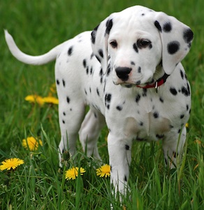 Cute photo of Hospitality Hound