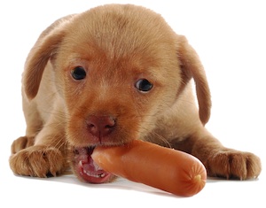 Cute photo of Hospitality Hound