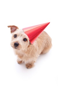 Cute photo of Hospitality Hound