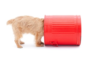 Cute photo of Hospitality Hound