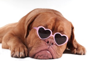 Cute photo of Hospitality Hound