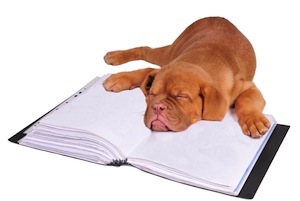 Cute photo of Hospitality Hound