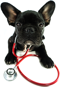 Cute photo of Hospitality Hound