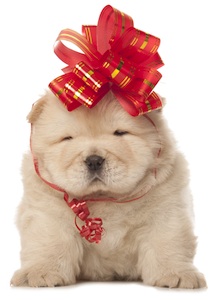 Cute photo of Hospitality Hound