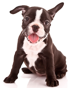 Cute photo of Hospitality Hound
