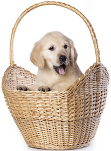 Cute photo of Hospitality Hound