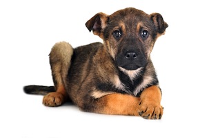 Cute photo of Hospitality Hound