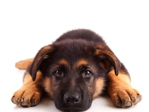 Cute photo of Hospitality Hound
