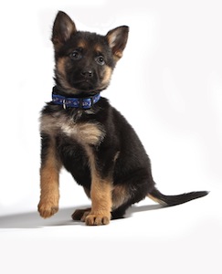 Cute photo of Hospitality Hound
