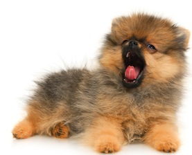 Cute photo of Hospitality Hound