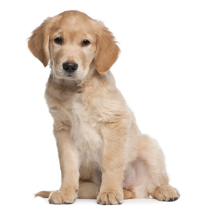 Cute photo of Hospitality Hound