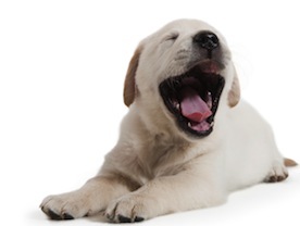 Cute photo of Hospitality Hound