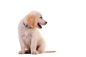 Cute photo of Hospitality Hound