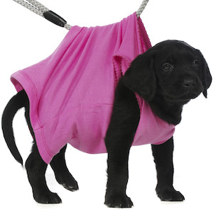 Cute photo of Hospitality Hound