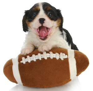 Cute photo of Hospitality Hound