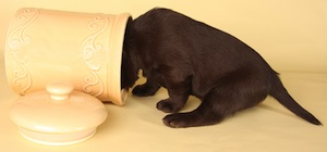 Cute photo of Hospitality Hound