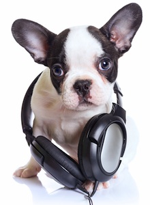 Cute photo of Hospitality Hound