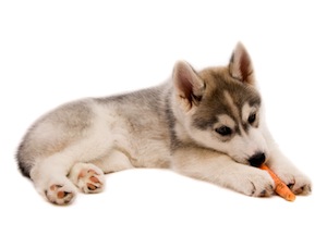 Cute photo of Hospitality Hound