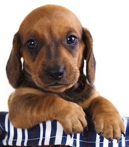 Cute photo of Hospitality Hound