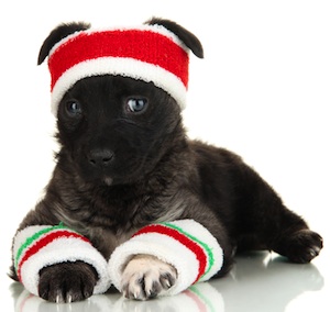 Cute photo of Hospitality Hound